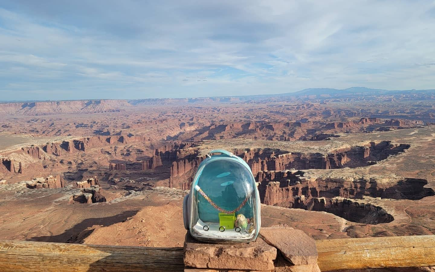 Astronaut Space Capsule Bird Carrier Backpack – Transparent Travel Cage for Small to Medium Birds
