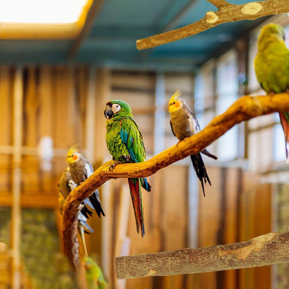 8-Pack Natural Wood Bird Perch - Perch Variety Pack. Includes Platform, Branched Perch, and Single Perch.