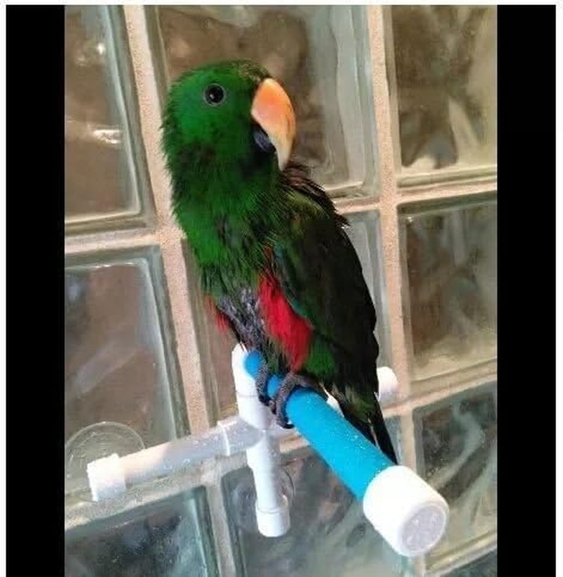 Suction Cup Bird Shower Perch – Window & Bathroom Perch for Small and Medium Parrots