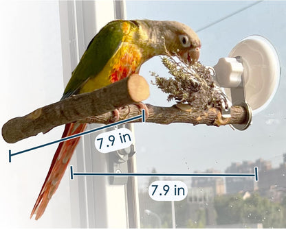 Apple Wood Window Perch – Suction Cup Bird Perch for Indoor Window Viewing