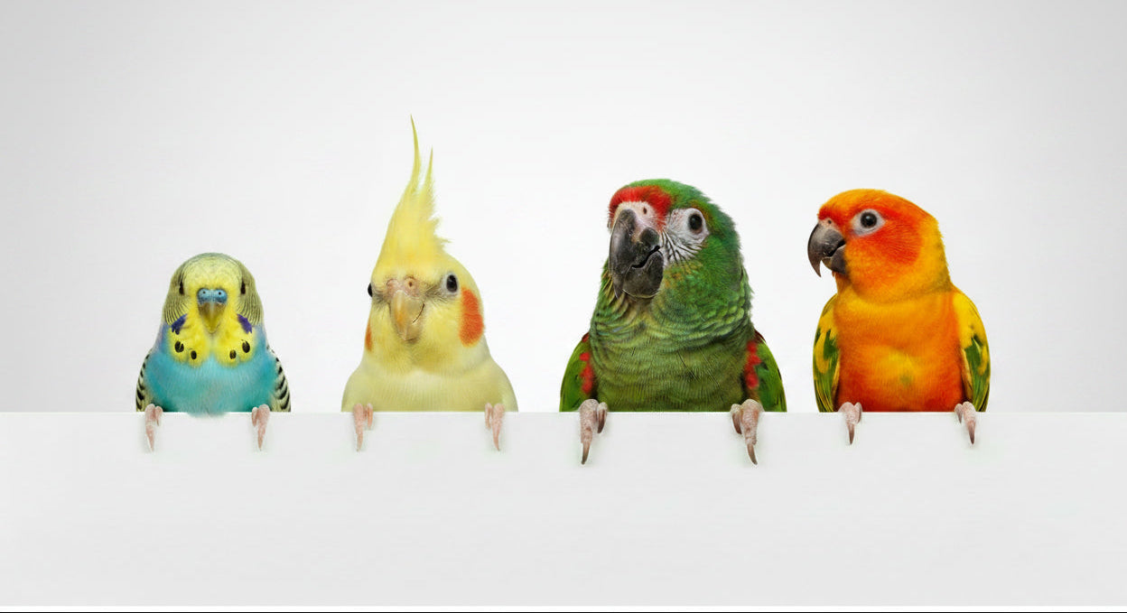 Home Page Banner Image
