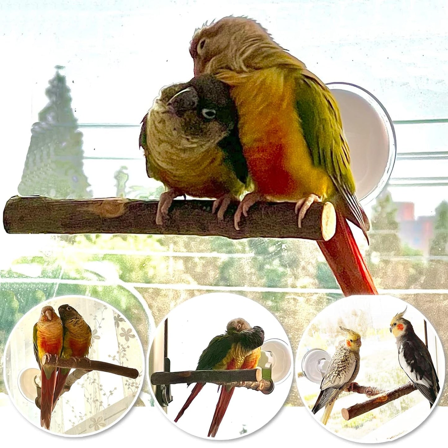 Apple Wood Window Perch – Suction Cup Bird Perch for Indoor Window Viewing