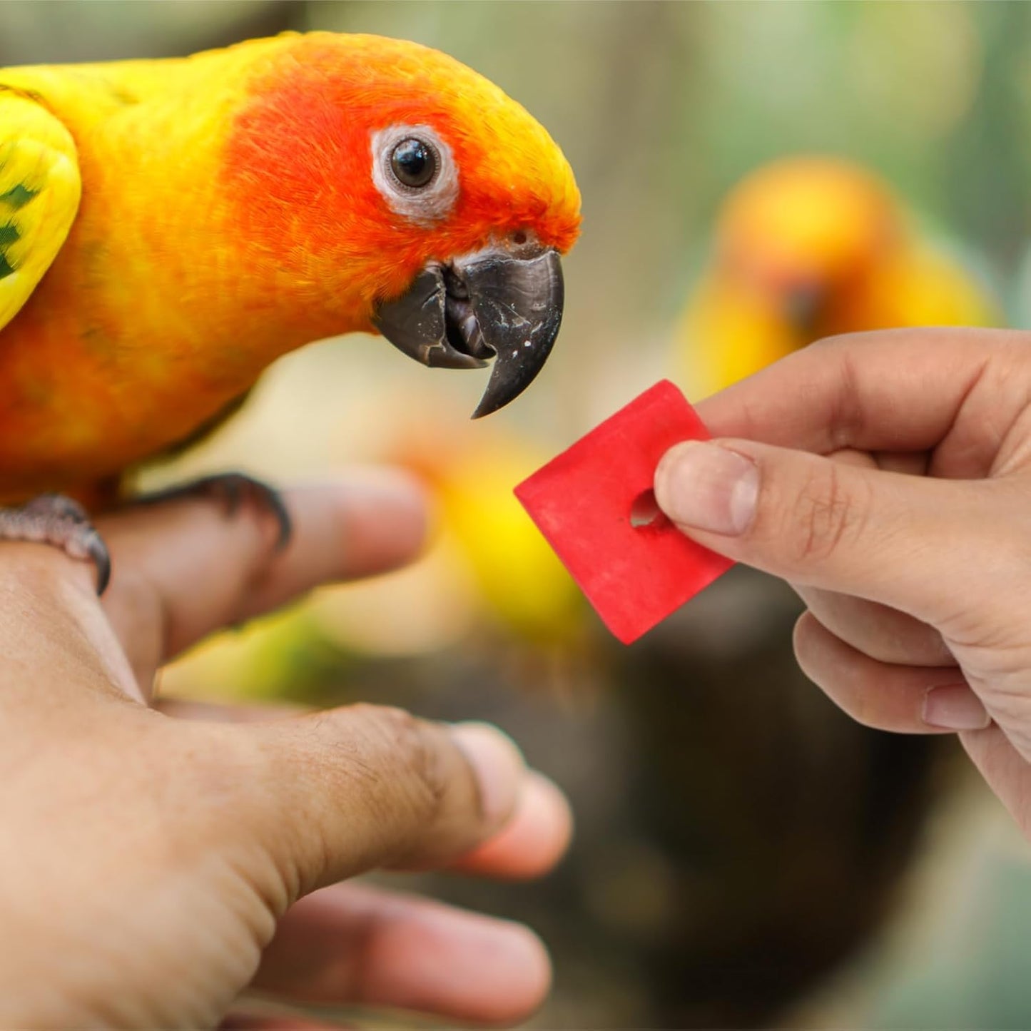 Colorful Wooden Bird Chew Blocks – 80 Pack Natural Foot Toys & DIY Bird Toy Making Parts for Parrots, Cockatiels & Small Birds
